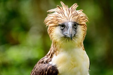 Have a fun at the Philippine Eagle Center