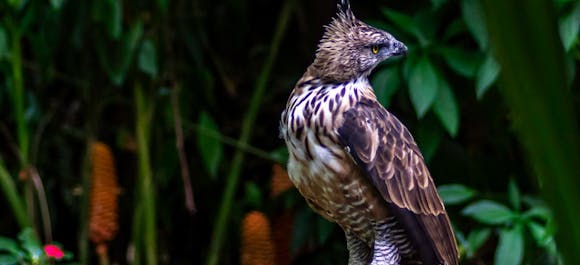 Get a chance to see the infamous Philippine Eagle and visit the best tourist spots in Davao