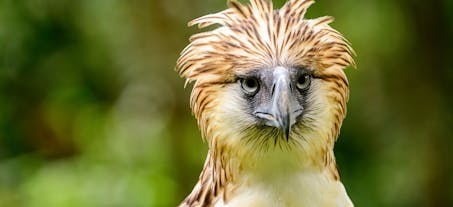 Get a chance to see the famous Philippine Eagle at the Philippine Eagle Center