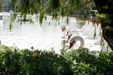 Swan boats in Burnham Park