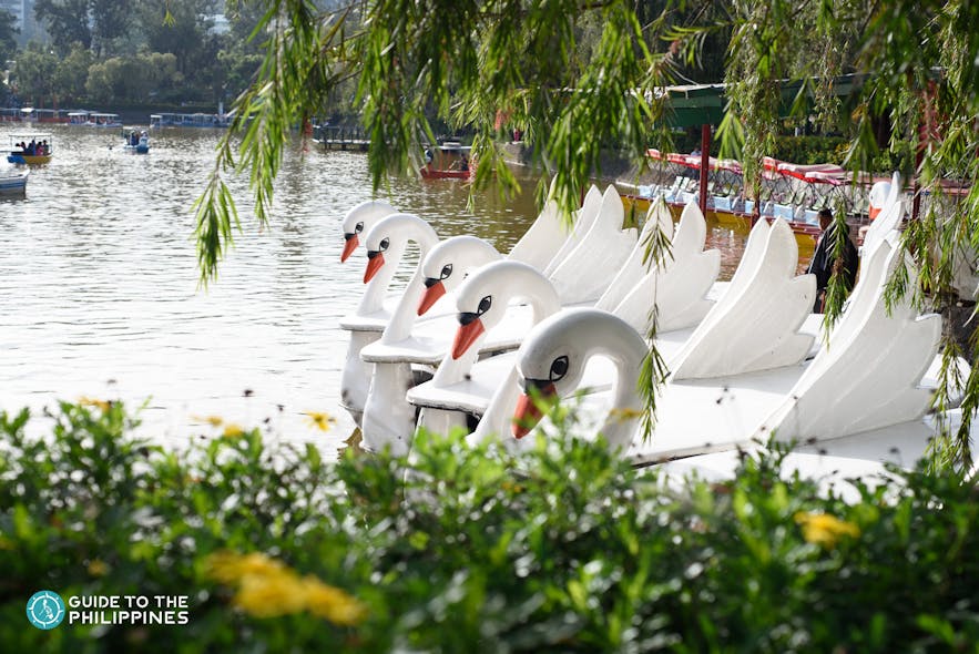 Swan boats at Burnham Park