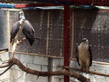 Boracay Wildlife Sanctuary and Zoo