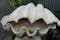 Fossilized giant clam.jpg