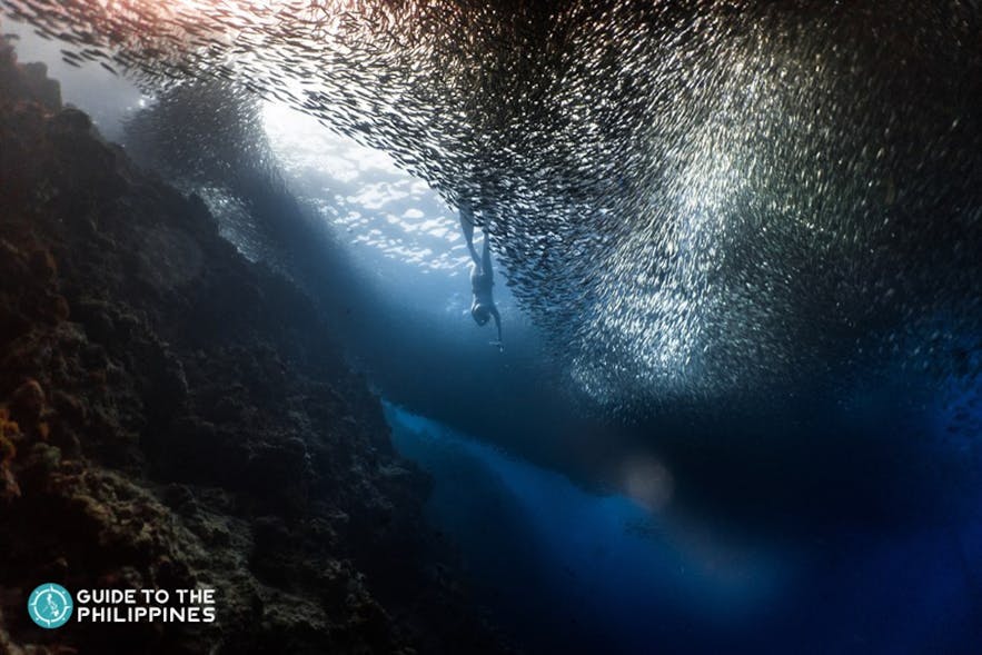 Diver swims near sardines in Moalboal