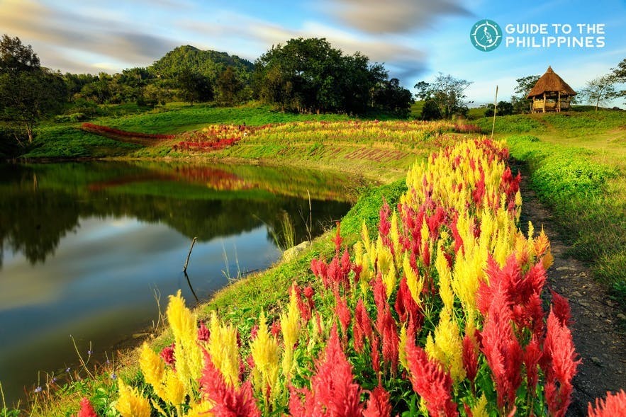 Colorful blooms in Sirao Flower Garden