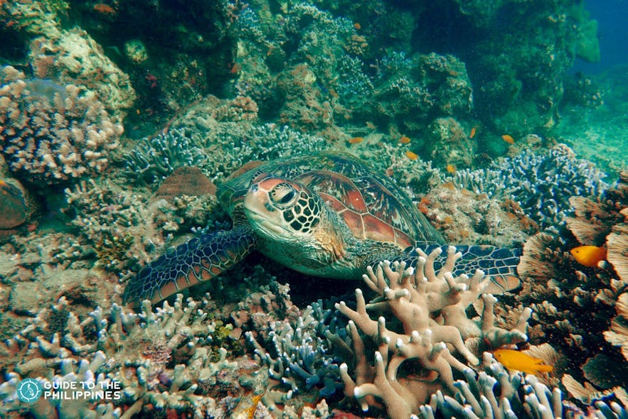 Turtle near Apo Island