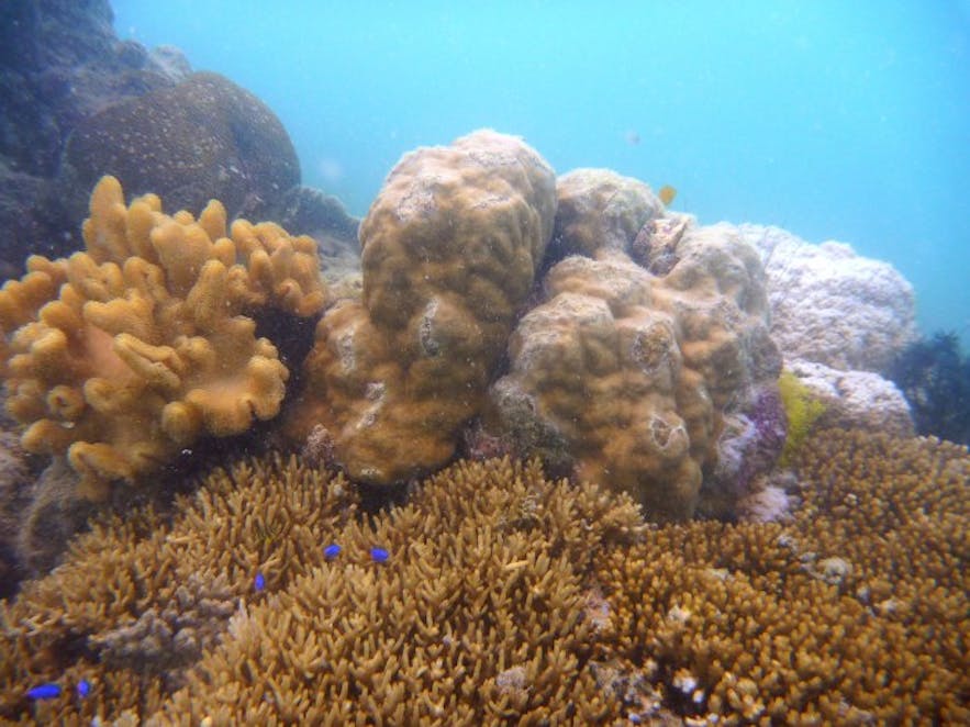 Corals around Katican Island