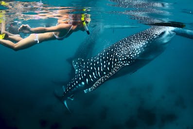 Swim with the whale sharks in Oslob, Cebu