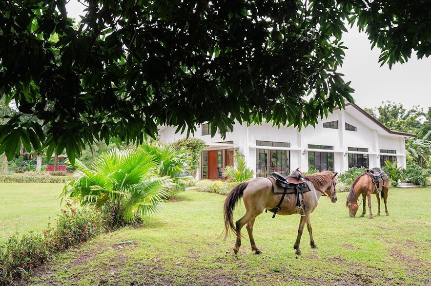 San Ysidro Farms' rescued horses