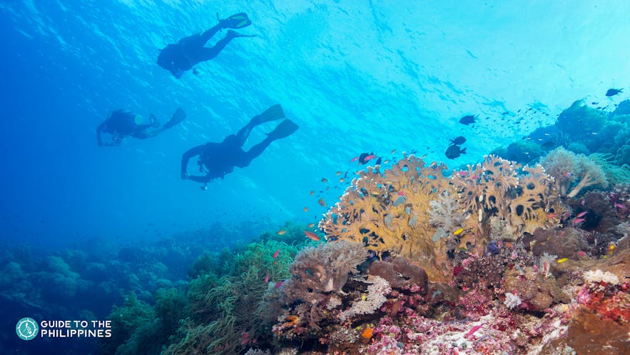 Tubbataha Reefs Natural Park Diving