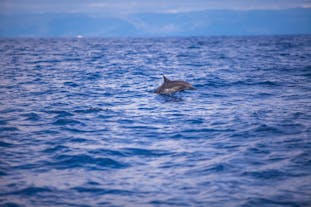 Dolphins in Bohol