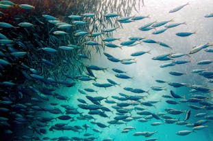 宿雾莫阿尔博阿尔跳岛游和浮潜，目睹沙丁鱼迁徙