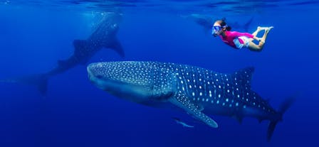 Woman swimming with whale sharks in Oslob, Cebu