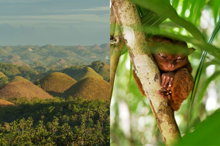 Chocolate Hills and a tarsier