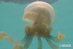 Jellyfish Sanctuary