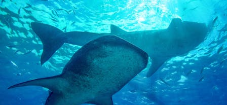 Two whale sharks