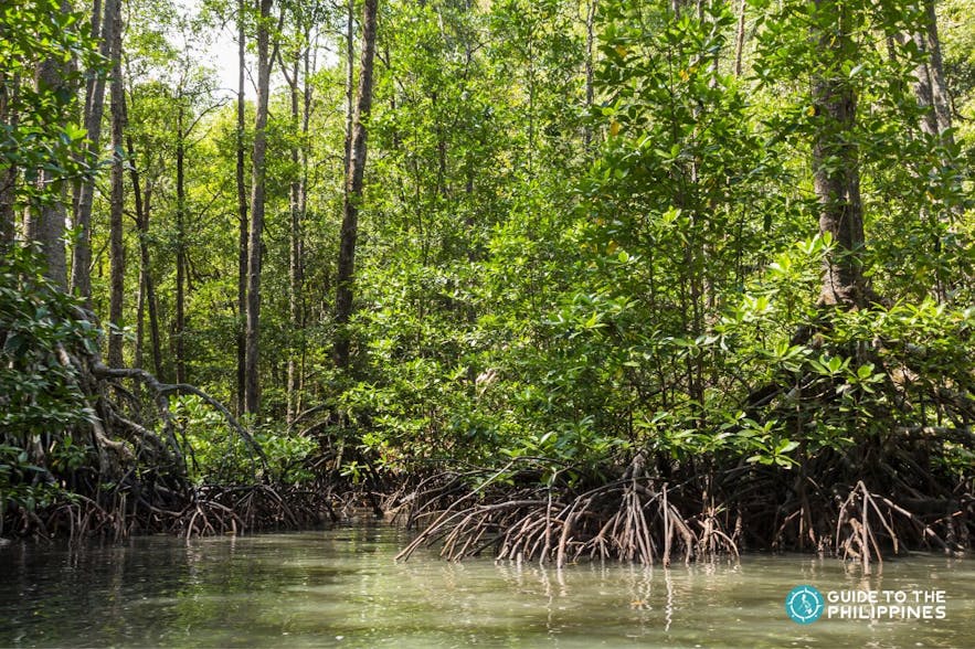 Mangrove Forest in Puerto Princesa