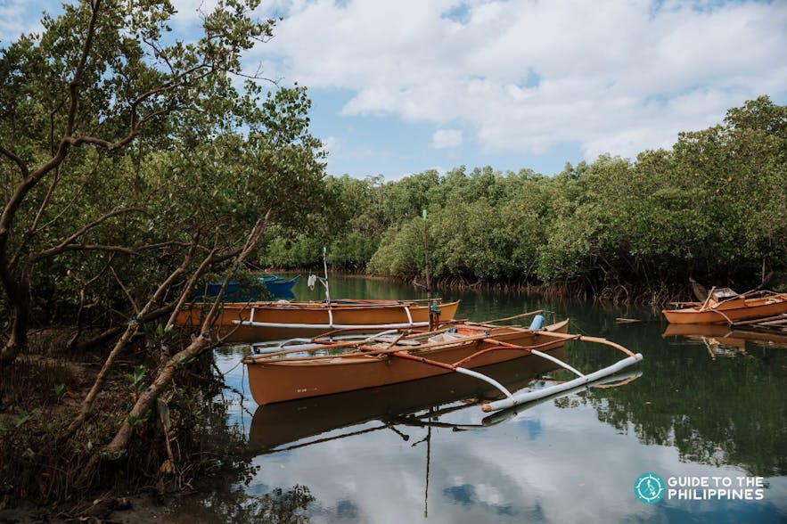 Boats in a mangrove forest