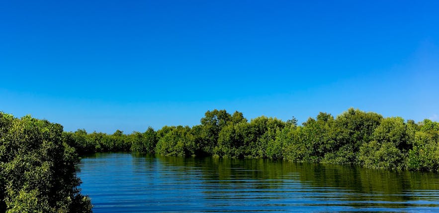 Mangrove forest in Sorsogon