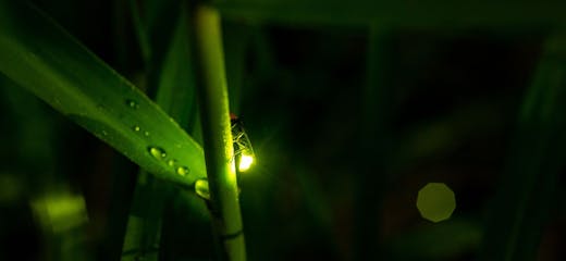 4 Best Firefly-Watching Tours in the Philippines