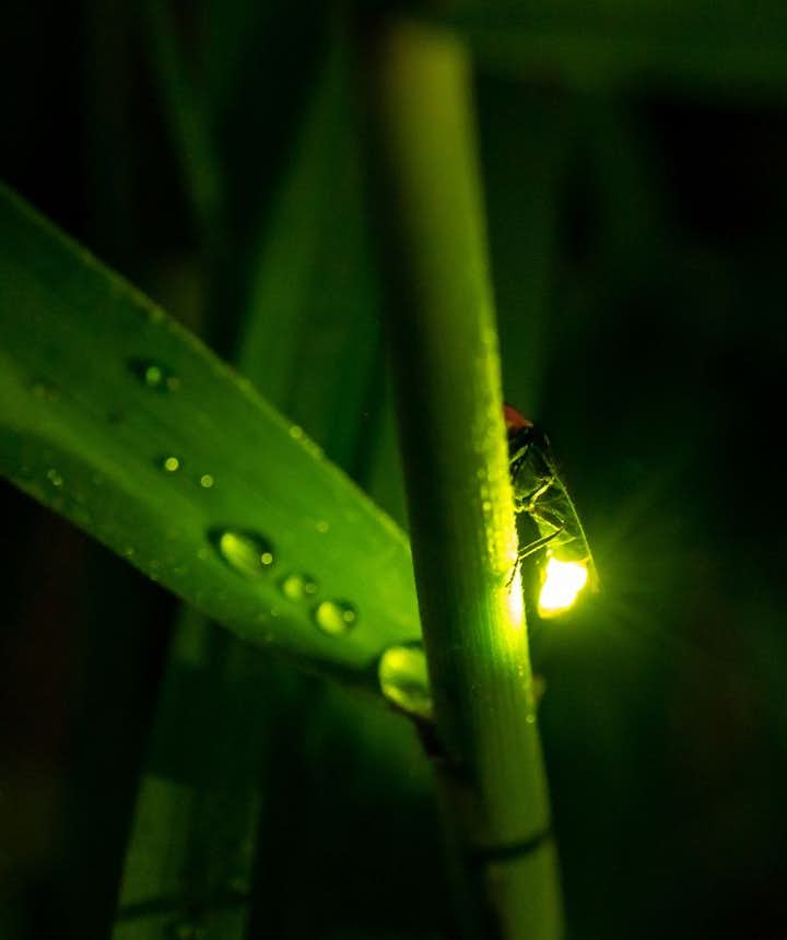 Firefly on a plant