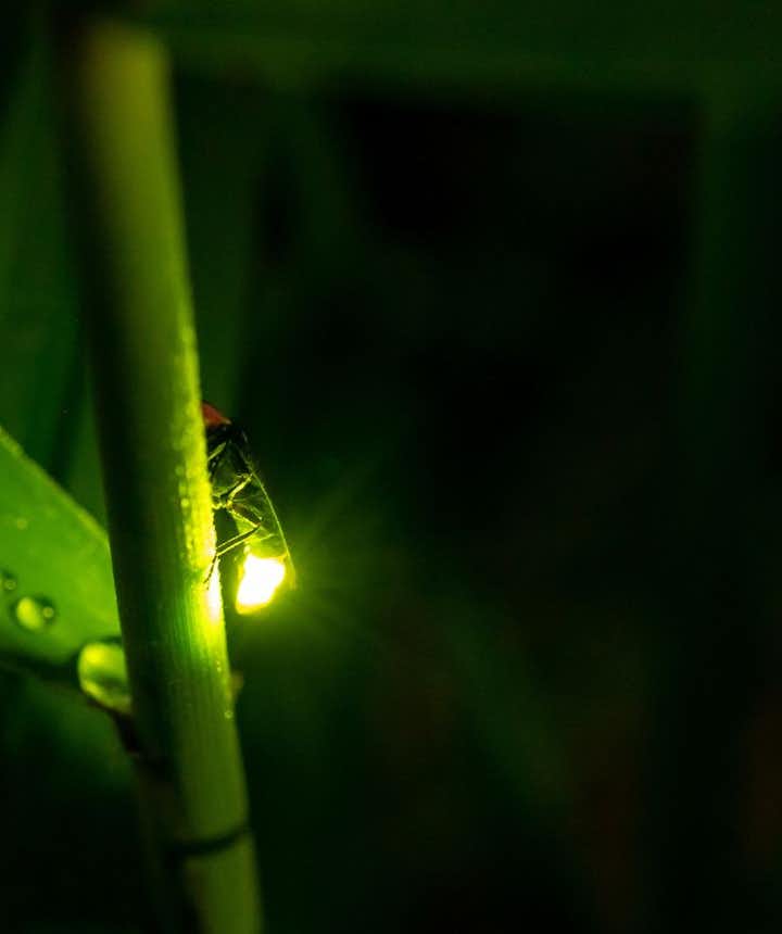 4 Best Firefly-Watching Tours in the Philippines