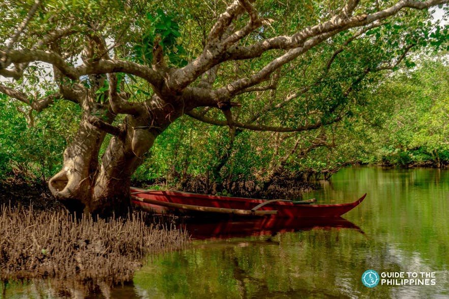 Boat along Sorsogon's mangrove forest