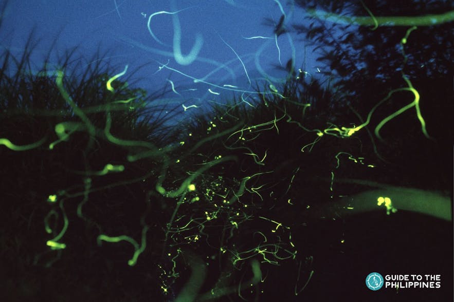 Group of fireflies