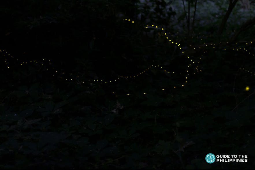 Firefly trail