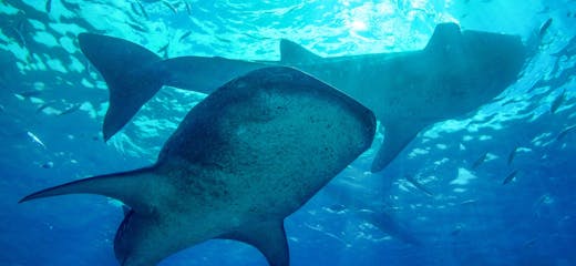 Where to Swim with Whale Sharks in the Philippines