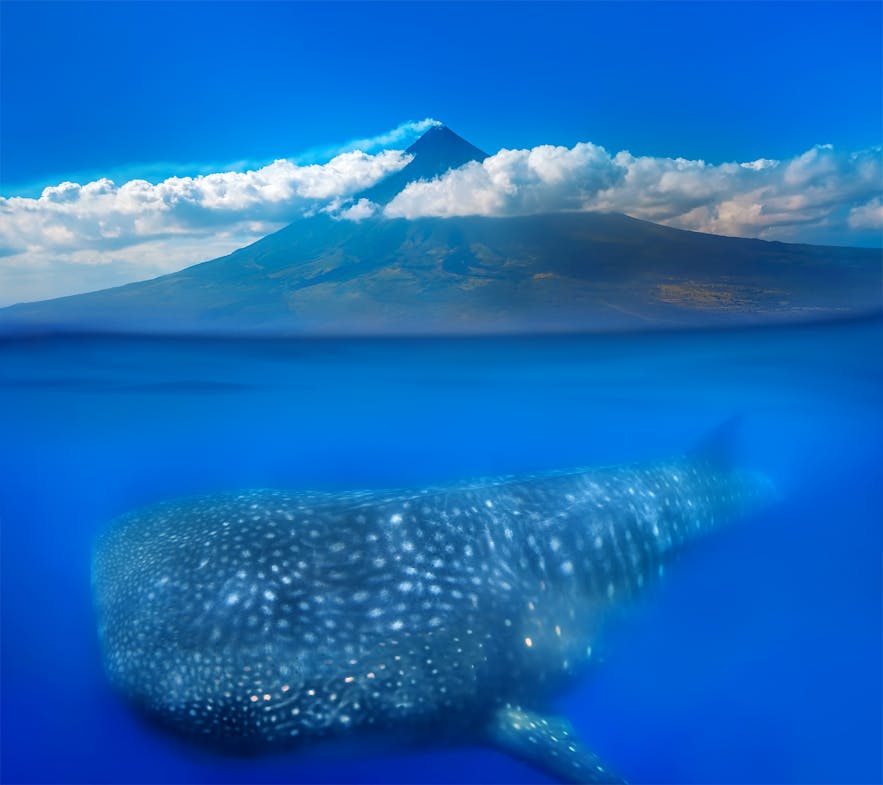 Whale Shark near Mt. Mayon in Bicol