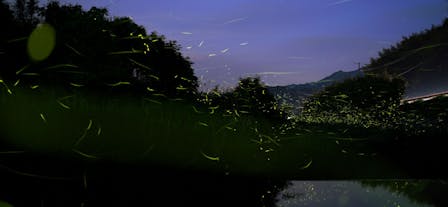 Firefly Watching in Puerto Princesa