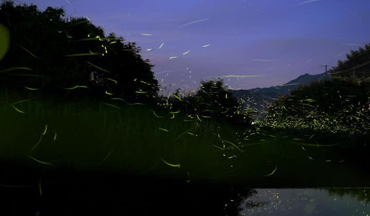 Firefly Watching in Puerto Princesa
