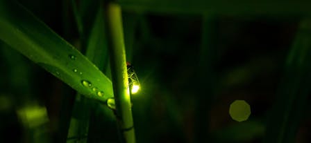 A firefly on a plant