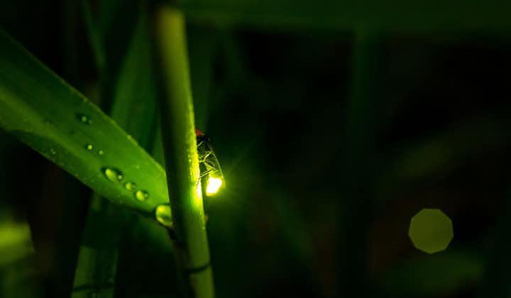 A firefly on a plant
