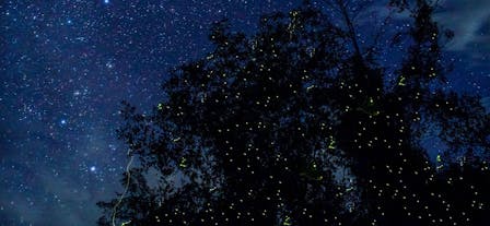 Fireflies in a tree