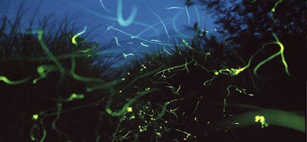 Fireflies flying in a forest