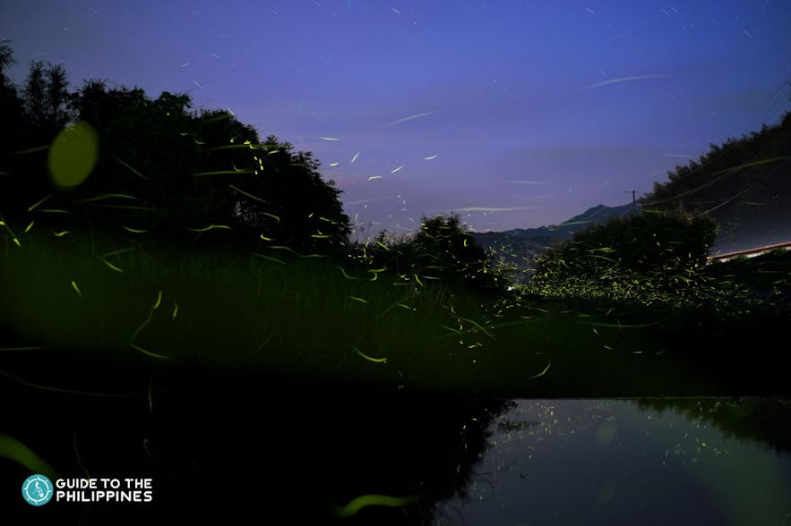 Fireflies around a riverside