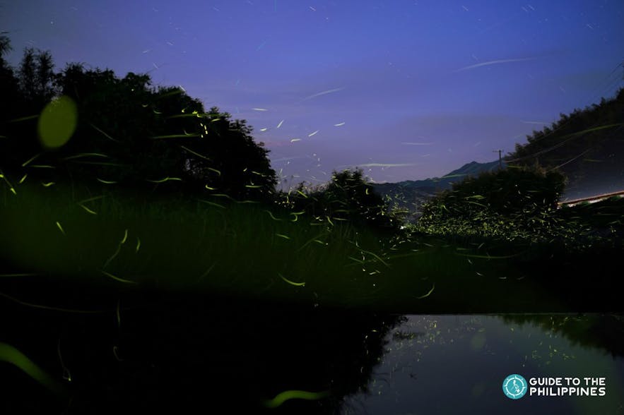 Fireflies by a river