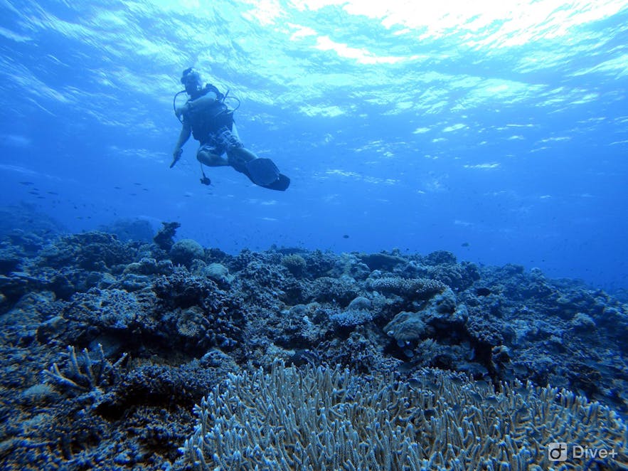 Diver in Apo Reef Natural Park