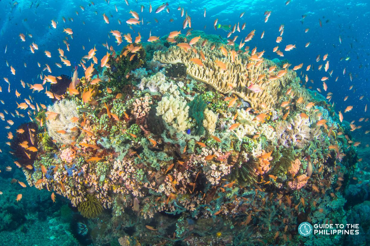 10 Best Philippines Snorkeling Destinations | Guide To The Philippines