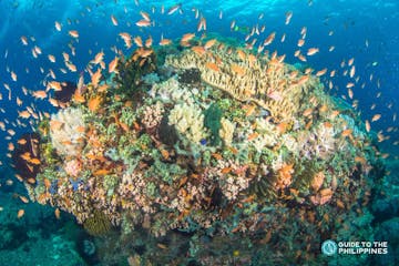 TopBanner_Coral Reef in Anilao.jpg