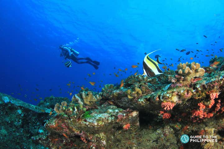 Best Scuba Diving Packages for Your Philippines Diving Holidays
