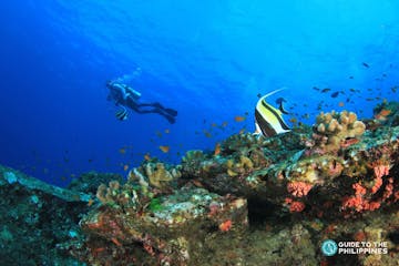 Best Scuba Diving Packages for Your Philippines Diving Holidays