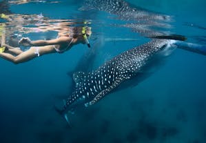 1-Week Exciting Whale Sharks & Dolphins Sightseeing Tour Package to Dumaguete, Siquijor & Cebu
