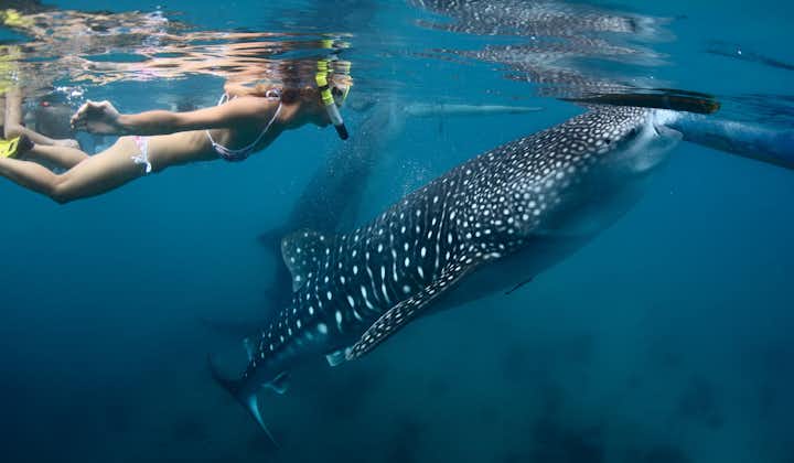 1-Week Exciting Whale Sharks & Dolphins Sightseeing Tour Package to Dumaguete, Siquijor & Cebu