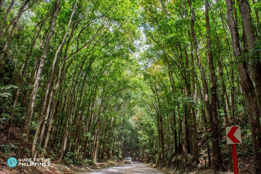 Bilar Manmade Forest, Bohol