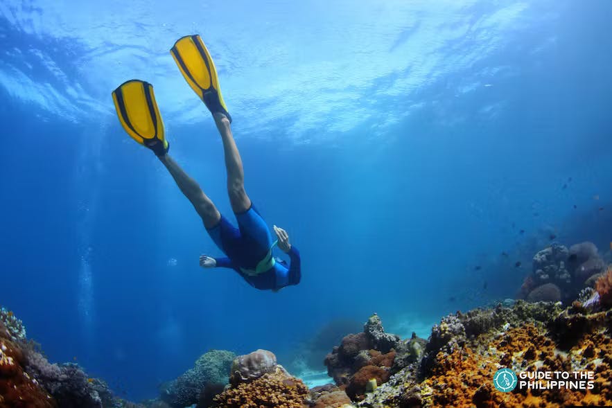 Diving in Balicasag Island Bohol