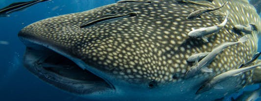Thrilling 8-Day Whale Shark, Islands & Falls Adventure Tour Package to Cebu City, Moalboal & Oslob