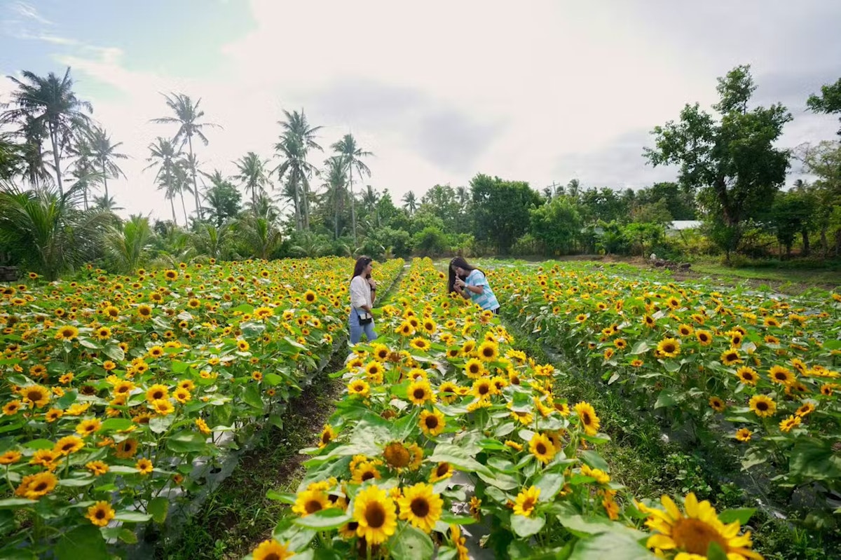 Amazing 7-Day Volcano Adventure Tour Package to Tagaytay, Tarlac ...